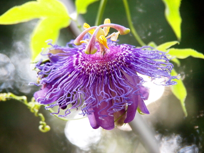 [This bloom seems to be an inside out flower. It has purple petals which extend downward around the stem. Radiating from the top center are a multitude of thin squiggly purple strings. At the top center is what appears to be several large multi-lobed stamen which are light green, yellow, and pink.]